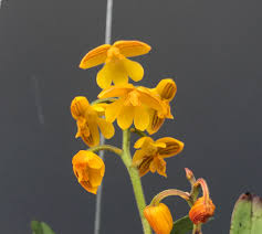 Image result for Polystachya epiphytica