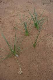 Image result for Dipcadi gracillimum