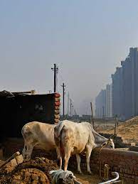 Why India Has 5 Million Stray Cows Roaming The Country The Washington Post