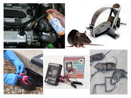 Cara mudah dan murah nak perangkap lipas dalam kereta Terdapat Tikus Di Dalam Kereta Bagaimana Untuk Menyingkirkan Mereka