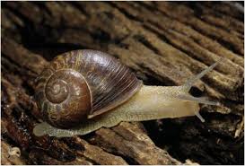 If you're wondering how to cook snails at home, then you'll enjoy this collection of videos explaining how to prepare, cook and present them in a number of dishes. Escargot Yum Facts About Snails