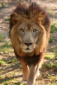 This Is Joseph Big Cat Rescue Big Cats Cat Rescue