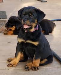 Maikeva Rottweilers - Dia