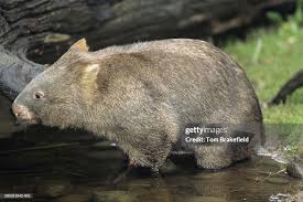 Image result for Common wombat