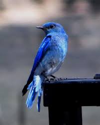 Blue Identification Birds Of Colorado Colorado Mountain Bluebird Margaret And Dennis Slaugh Jpg 719 900 Bird Art Beautiful Birds Blue Bird