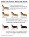 Image of Pembroke Welsh Corgi colors