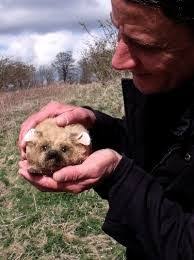 While legend has it that haggis is a furry little creature that roams the scottish highlands, in reality it's a savoury pudding made from sheep's offal, blended with onion, oatmeal, suet (animal. Image Result For Haggis Animal Haggis Animal Scotland Kilt Scottish Mountains