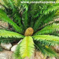 Image result for Encephalartos lebomboensis