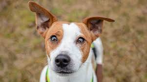 These dogs are known for being intelligent, loyal, and loud. Jack Russell Terrier Mixes 20 Different Energetic Crossbreeds