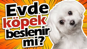 Kuran A Gore Evde Kopekbeslemek Haram Mi Imammalik Kiminle Alay Etti Youtube