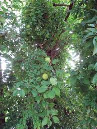Image result for bodock tree picture