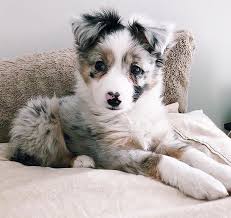 Despite its name, the breed was not developed in australia, but rather in the united states, where they were seen in the west as early as the 1800s. 258 Reasons Why Australian Shepherds Are The Best Dogs Bored Panda