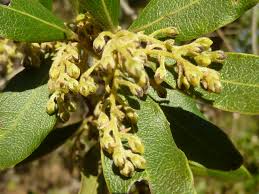 Image result for Euclea