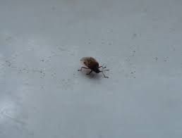 7 wunderschon kleine kafer in der kuche