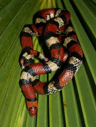 Black And Orange Snake Florida Poisonous Fl Scarlet Snake Snake Cute Snake Reptile Snakes