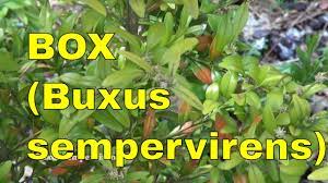 Buxus Sempervirens Common Box European Box Or Boxwood Tree Identification Uk Youtube