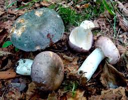 Image result for Russula variata
