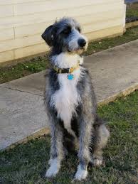 Find local great dane puppies for sale and dogs for adoption near you. Great Danoodle Dog Breed Information And Pictures