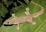 Flat-tailed House Gecko (Hemidactylus platyurus) · iNaturalist