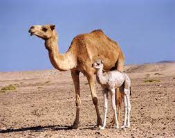 Egyptian camels eat a variety of plants. Camels P7adaptationproject