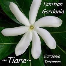 Image result for Gardenia imperialis