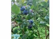 「レストラン・サンサーラ 野呂高原ブルーベリー 菅原 レモン園 レモン大」の画像検索結果