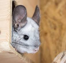 Arrows sort columns by name, city, or state. Our Partners Animal Medical Center Of Chicago