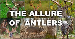 Mdwfp Mississippi Outdoors The Allure Of Antlers