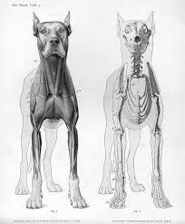 File Dog Anatomy Anterior View Jpg Wikipedia Dog Anatomy Animal Drawings Animal Skeletons