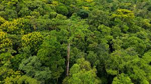 Image result for Ceiba