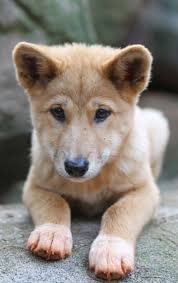 Domestic 10 Cute Animals Photos 2020 Cok Sirin Hayvanlar Yavru Kopek Vahsi Hayvanlar