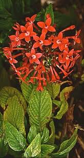 Image result for Triainolepis sancta