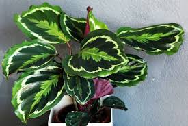 Calathea Roseopicta Care Made Easy Smart Garden Guide