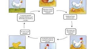 Image Result For Cycle De Vie Poussin Poussins Projet De Classe Cycle De Vie