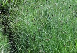 Image result for Fuirena pubescens