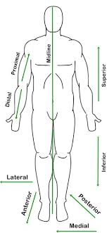 Unless you are told otherwise, any reference to location (diagram or description) in the study of anatomy assumes this position. 1 504 906 4607 Tbrinay Profile Pinterest