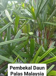 Daun palas lagu mp3 download from lagump3downloads.net. Beginilah Pokok Palas Yang Pembekal Daun Palas Malaysia Facebook