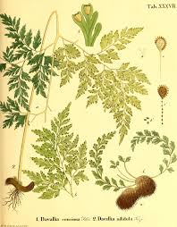 Image result for Asplenium theciferum