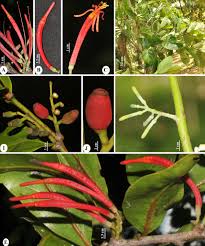 Image result for Loranthaceae