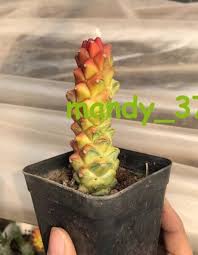Image result for Monadenium crenatum