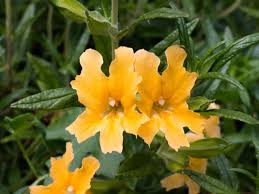 Pasttenses is best for checking hindi translation of english terms. Facts About The Monkey Flower Information For Growing And Care Of Monkey Flowers