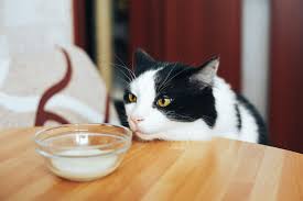 pour son chat