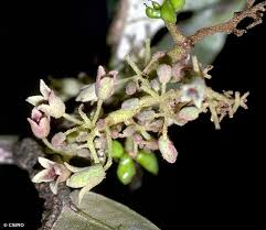 Image result for Heritiera