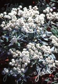 Grosse pflanzen ✔ schonender transport ✔. Jelitto Perennial Seed Anaphalis Triplinervis Portion S