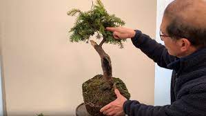 Podocarpus likes slightly moist soil with adequate drainage. How To Shape A Yew Bonsai Shaping A Yew Bonsai With Peter Chan Herons Bonsai Uk