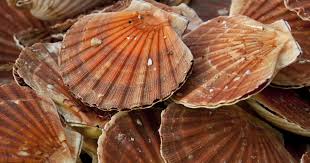 Les Coquilles Saint Jacques Bien Les Choisir Bien Les Cuisiner