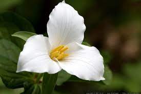 Pin On º Jardin Blanc º