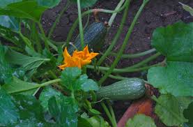 If the weather isn't dry and warm enough, bees might not be around to help move have you noticed poor fruit set on your zucchini plants? Some Favorite Garden Vegetables Attract Pollinators Too