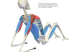 The Key Poses Of Yoga Scientific Keys Volume 2 Yoga Poses Hatha