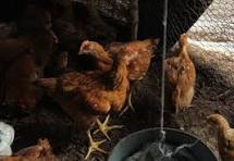 Gallinero Images – Browse 683 Stock Photos, Vectors, and ...